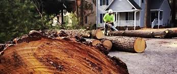 Best Tree Trimming and Pruning  in Riverdale, CA