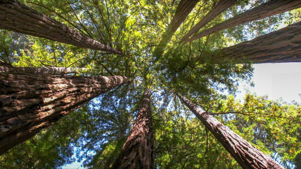 Best Tree and Shrub Care  in Riverdale, CA
