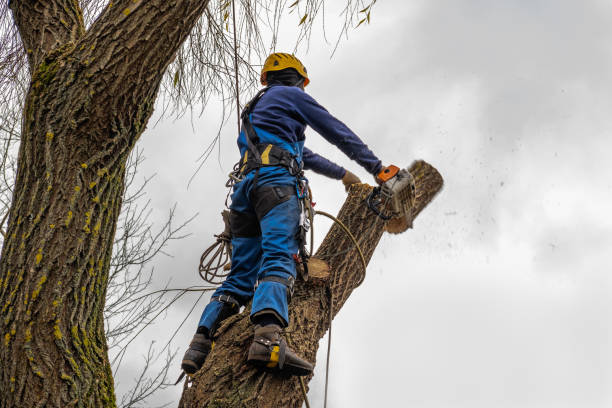 Best Tree Risk Assessment  in Riverdale, CA