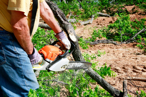 Best Tree Cabling and Bracing  in Riverdale, CA
